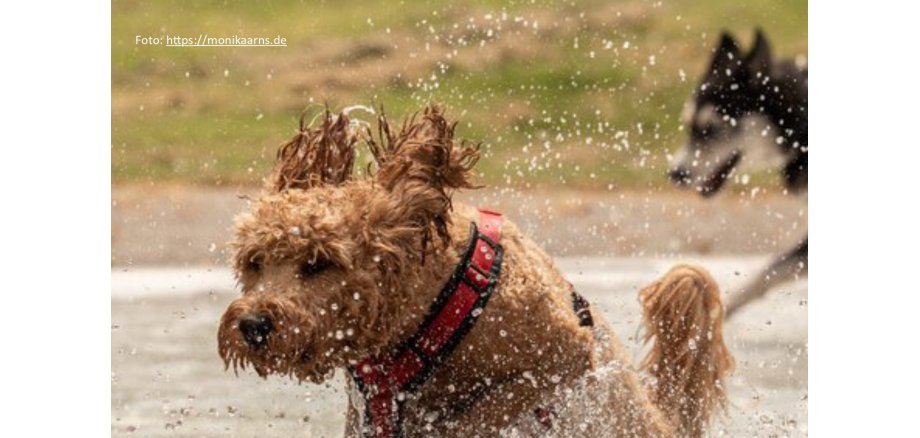 Hunde im Wasser - Header Plakat