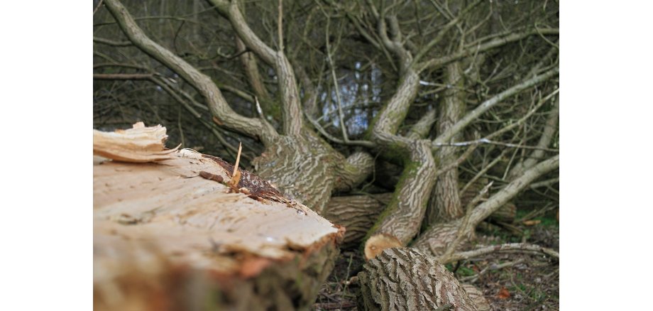 Abgesägte Äste und Bäume auf dem Waldboden