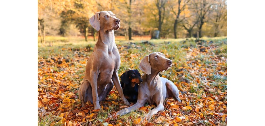 Drei Hunde auf einer Wiese im Herbst