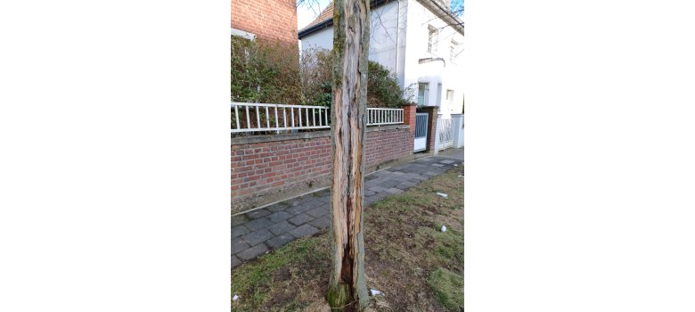 Schäden am Baum in der Straße Am Beckenberg